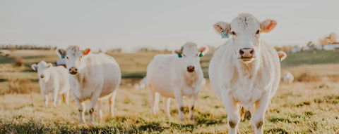 L & V CHAROLAIS CATTLE